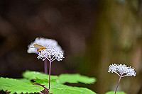 DSC_5535_thumb.jpg