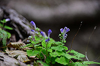 DSC_5554_thumb.jpg