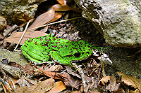 DSC_5579_thumb.jpg
