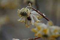 DSC_6243_thumb.jpg
