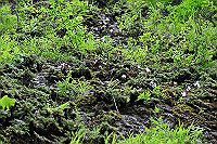 DSC_7902_thumb.jpg