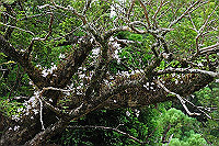 DSC_7910_thumb.jpg