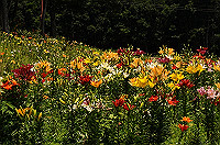 DSC_1705_thumb.jpg