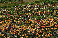 DSC_1740_thumb.jpg