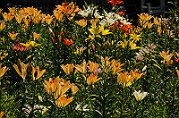 DSC_1754_thumb.jpg