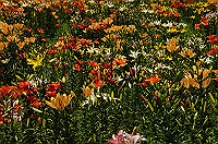 DSC_1756_thumb.jpg