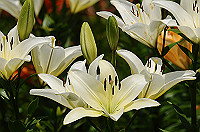 DSC_1791_thumb.jpg