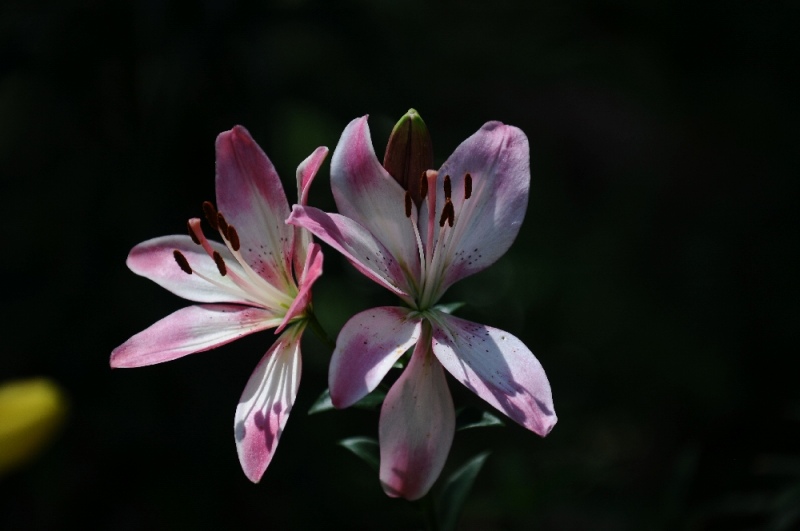 DSC_1834.jpg