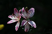 DSC_1834_thumb.jpg