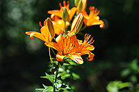 DSC_1835_thumb.jpg