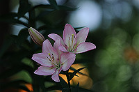 DSC_1845_thumb.jpg