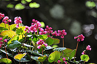 DSC_5526_thumb.jpg