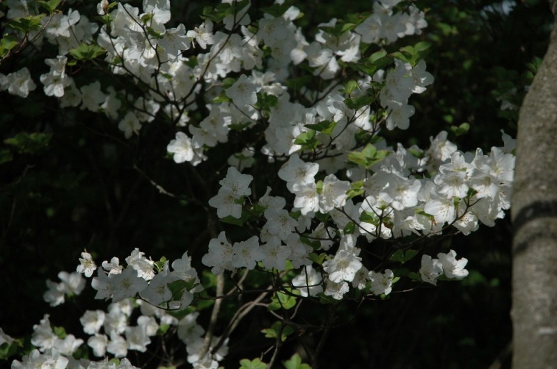 DSC_7685.JPG