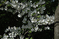DSC_7685_thumb.jpg