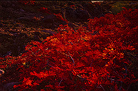 DSC_2435_thumb.jpg