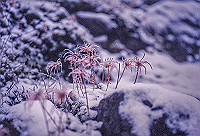 DSC_2579_thumb.jpg