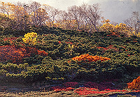 DSC_2649_thumb.jpg