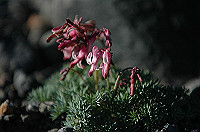 DSC_3855_thumb.jpg