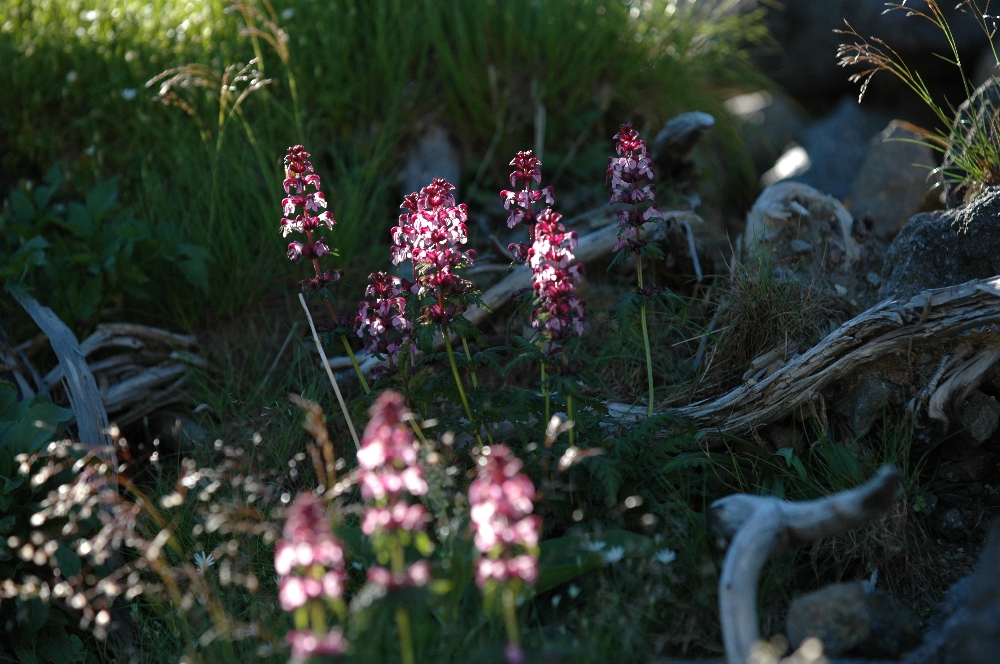 DSC_3858.JPG