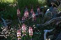DSC_3858_thumb.jpg