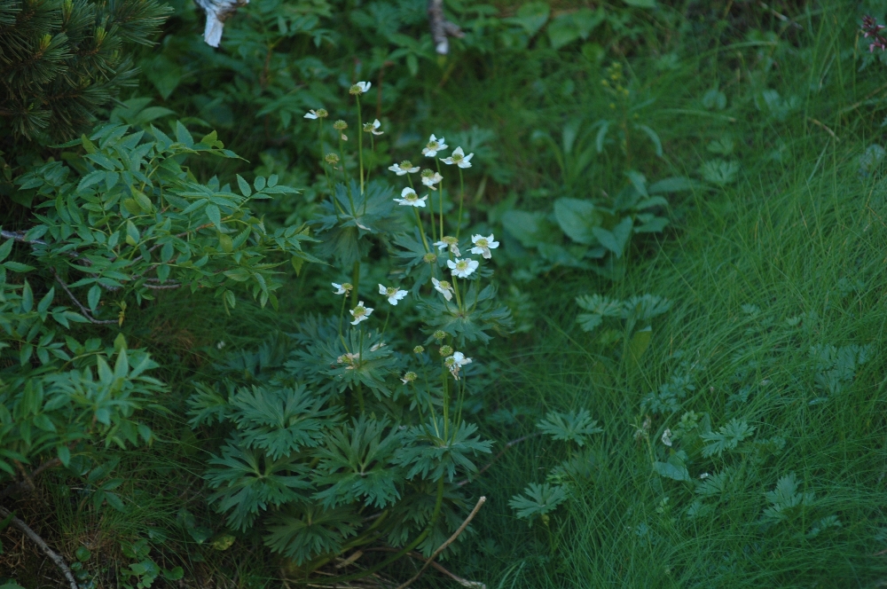 DSC_3862.JPG