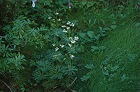 DSC_3862_thumb.jpg