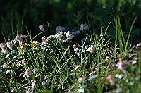 DSC_3864_thumb.jpg