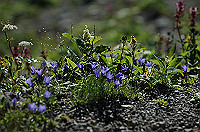 DSC_3870_thumb.jpg