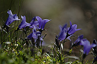 DSC_3876_thumb.jpg