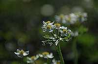 DSC_3888_thumb.jpg