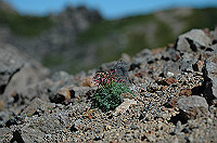 DSC_3902_thumb.jpg