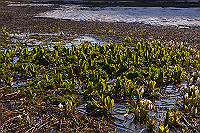DSC_2740_thumb.jpg