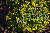 DSC_2756_thumb.jpg