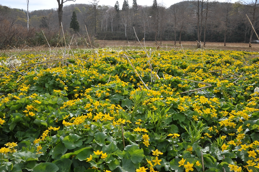DSC_8598.JPG