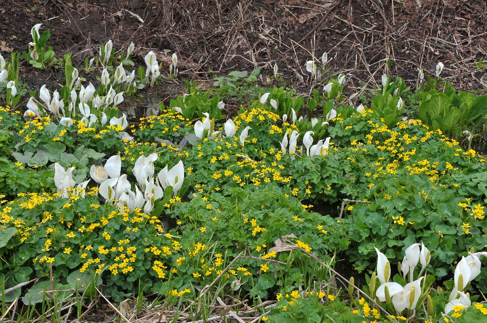 DSC_8631.JPG