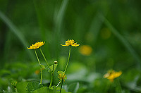 DSC_1440_thumb.jpg