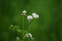 DSC_1447_thumb.jpg