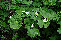 DSC_1464_thumb.jpg