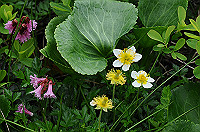 DSC_1486_thumb.jpg