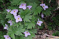 DSC_1507_thumb.jpg