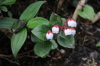 DSC_1532_thumb.jpg