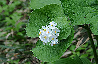 DSC_1542_thumb.jpg