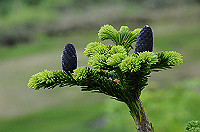 DSC_1546_thumb.jpg