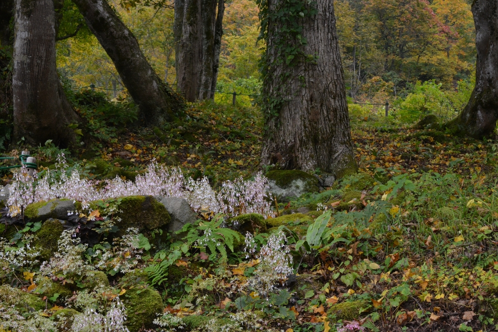 A00_8716.JPG