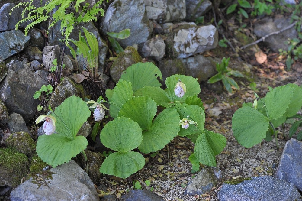 DSC_9420.JPG