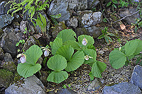 DSC_9420_thumb.jpg