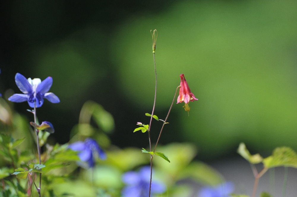 DSC_9429.JPG