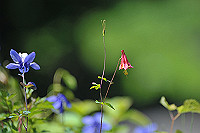 DSC_9429_thumb.jpg
