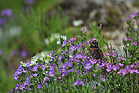 DSC_9442_thumb.jpg
