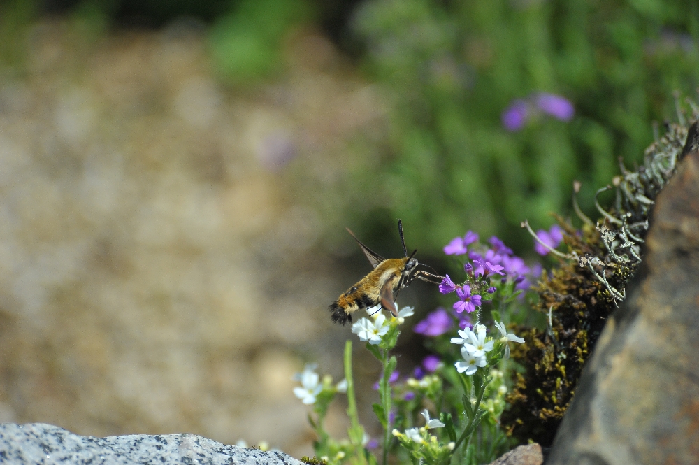 DSC_9444.JPG